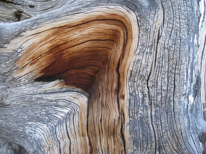Bristlecone Pine