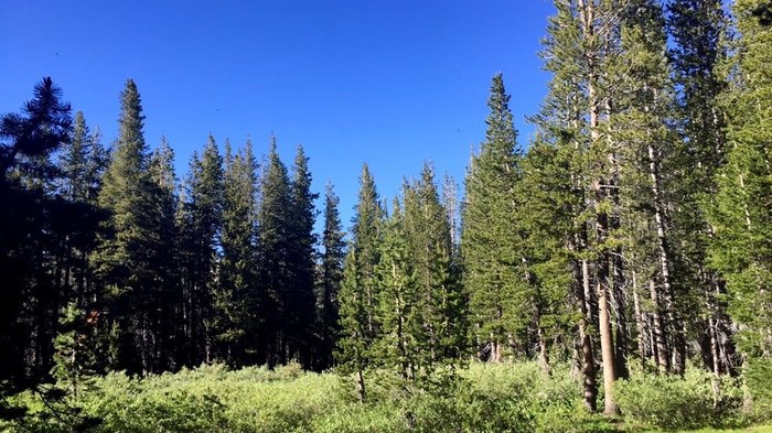 Mount Rose Trail