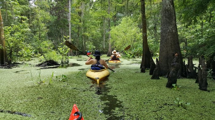 louisiana wetlands tour