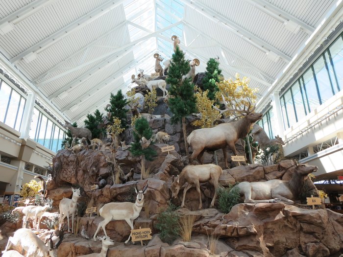 Scheels Sparks