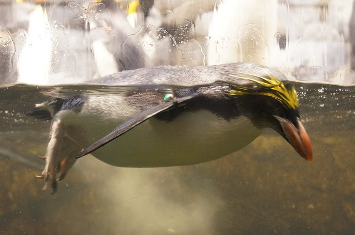 Newport Aquarium penguins gear up for their winter