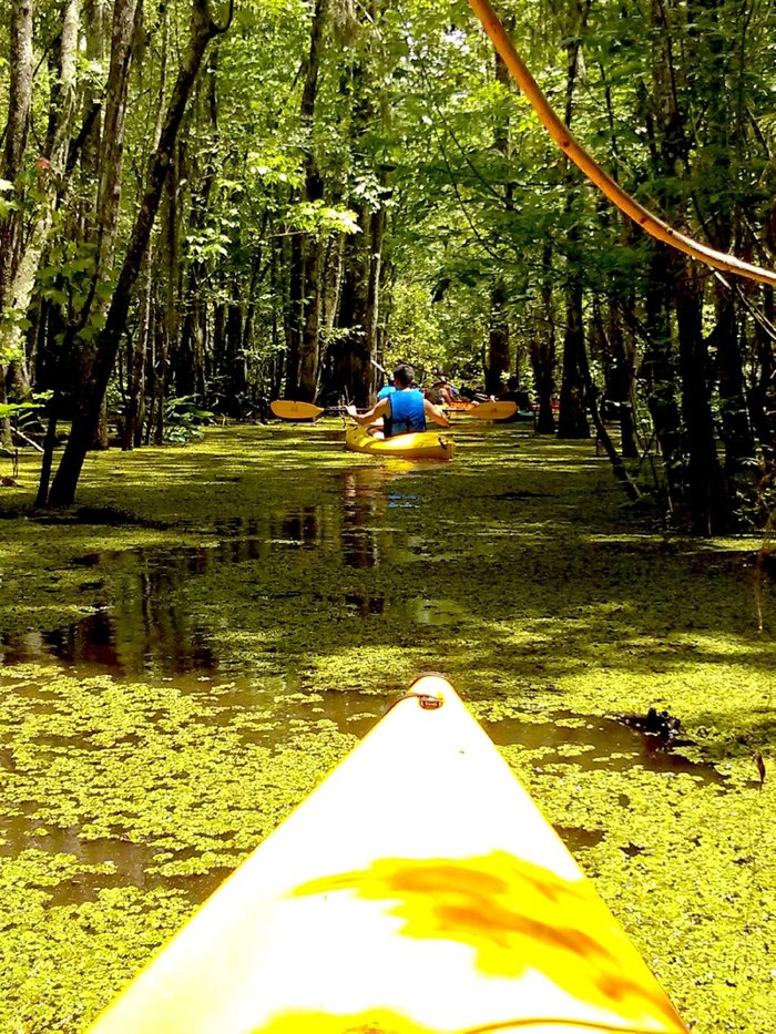 louisiana wetlands tour