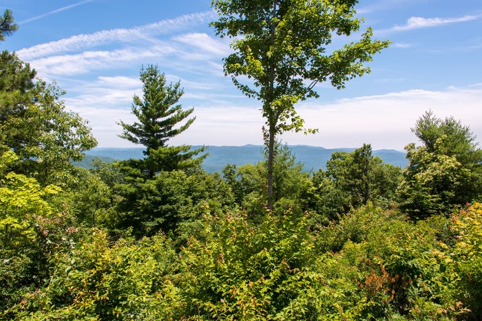 Gorges State Park: NC's Hidden Gem – A Nature Lover's Paradise