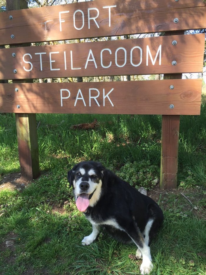 are dogs allowed at fort steilacoom park