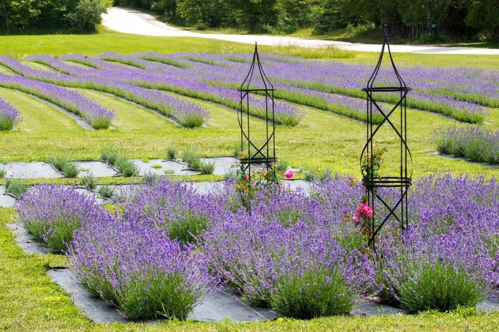 Lavender farms: Wisconsin farmers find uses for aromatic, edible herb