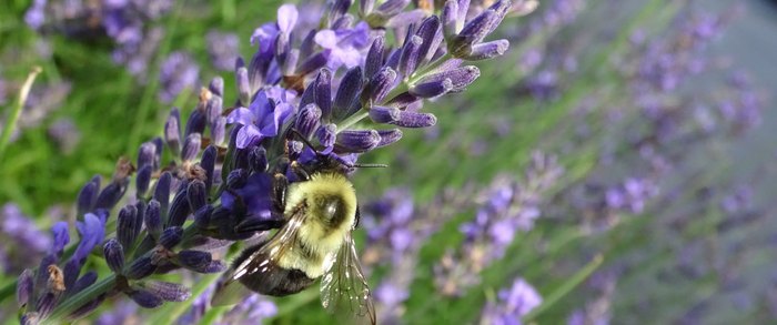 The Beautiful Lavender Farm Hiding In Maine That You Need To Visit