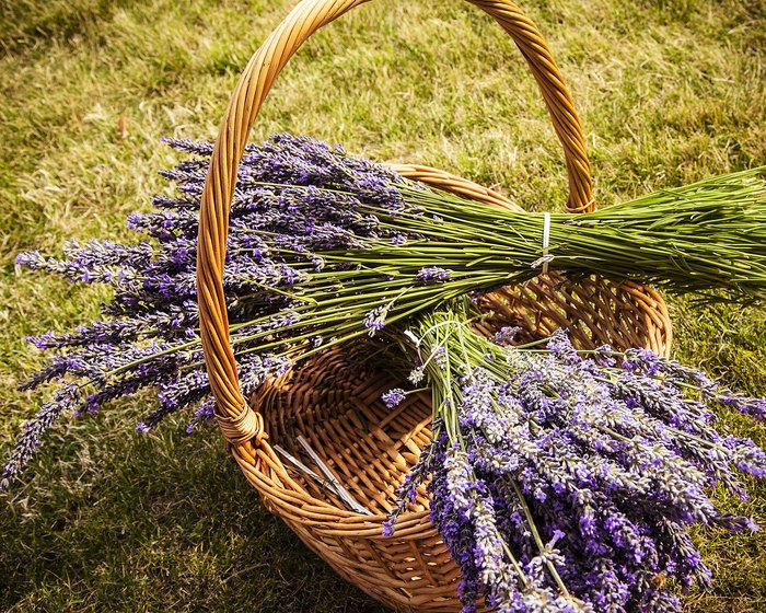 Visit Lakeshore Lavender, The Beautiful Lavender Farm In Idaho That's ...