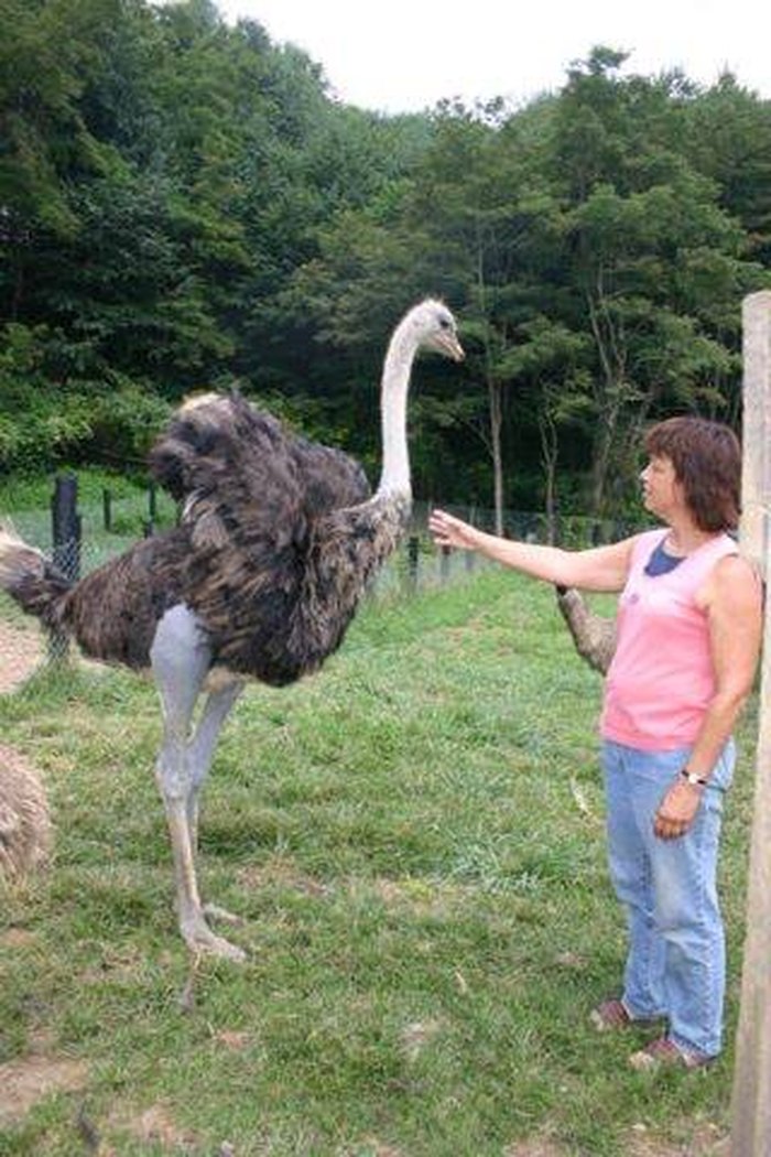 Visit Sandy Head Ostrich Farm in Virginia For A Totally Unique Experience