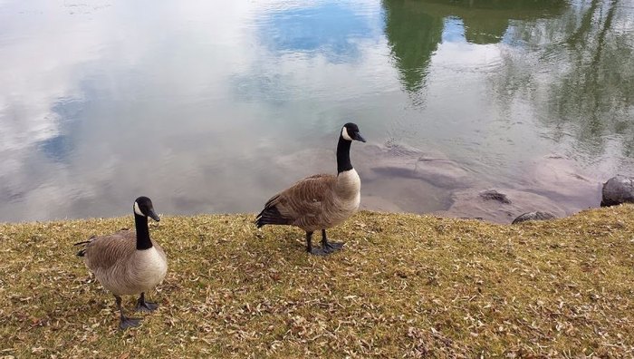 Japanese Friendship Garden at Sportsman Park, Idaho Falls