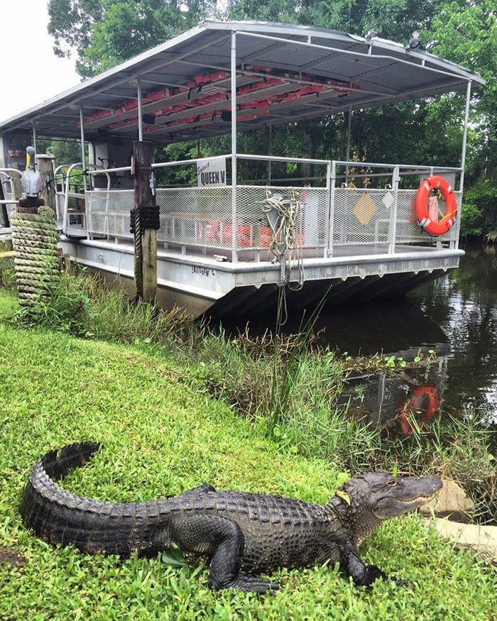 swamp boat tours in baton rouge