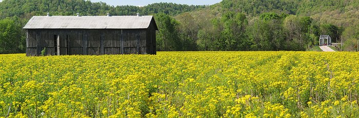 9 Gorgeous Flowering Fields in Kentucky