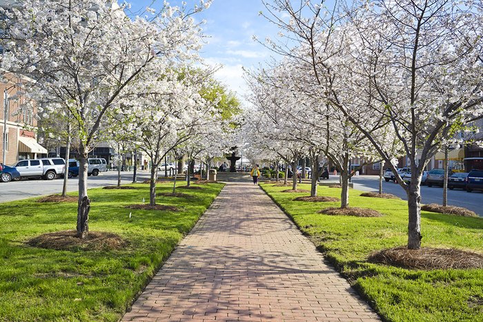 If You Want To See Cherry Blossoms In Georgia, Check Out Macon