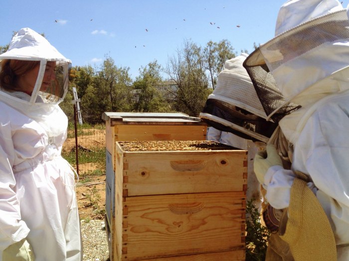 Beehive Tour: An Awesome Activity In Southern California