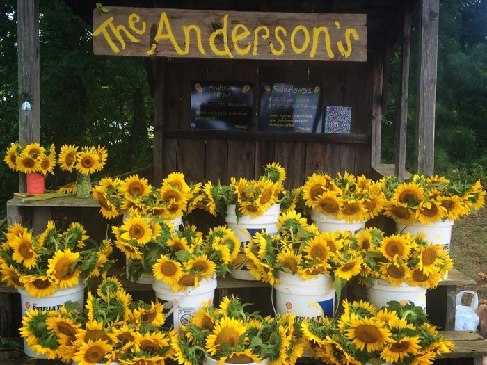 Most People Don't Know About This Magical Sunflower Field Hiding In