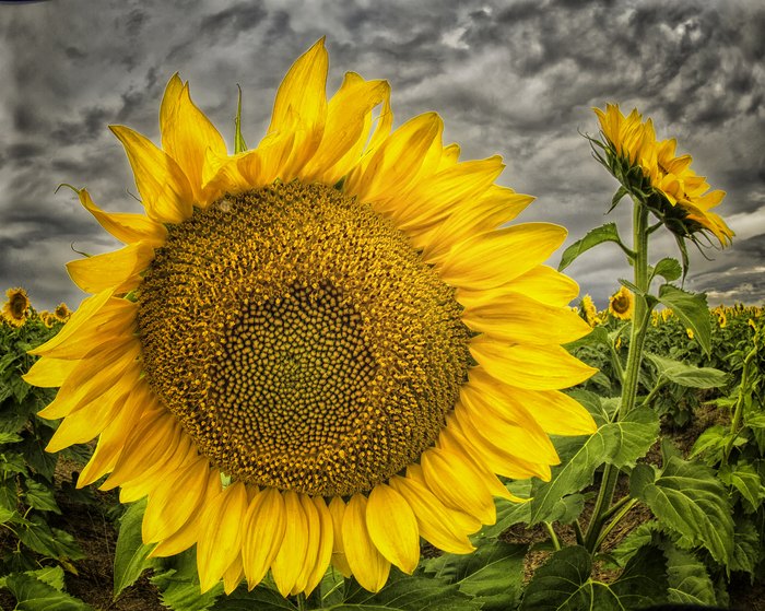 The Most Stunning Sunflower Field In Denver To Visit This Spring