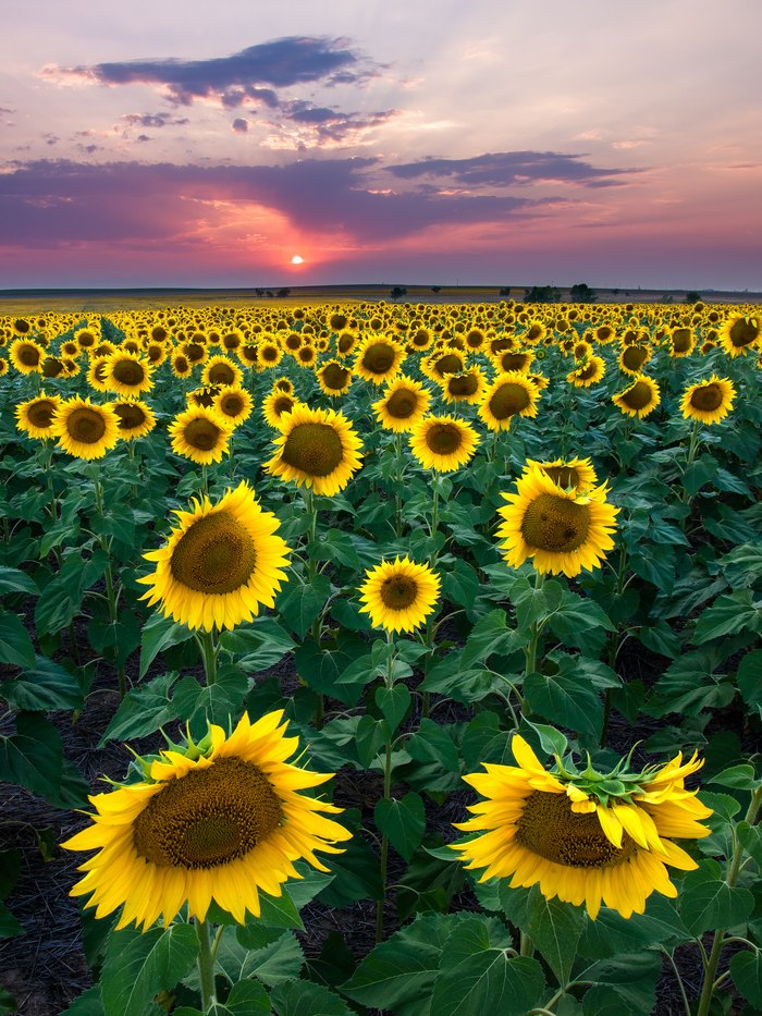 Most People Don't Know About This Magical Sunflower Field Hiding In ...