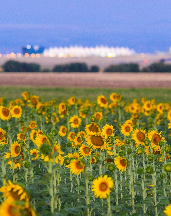 The Most Stunning Sunflower Field In Denver To Visit This Spring