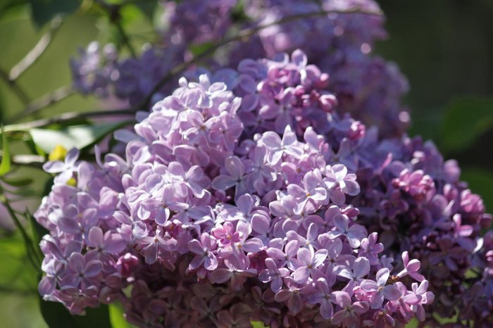 There's No Better Place Than This Huge Lilac Garden Hiding In Massachusetts