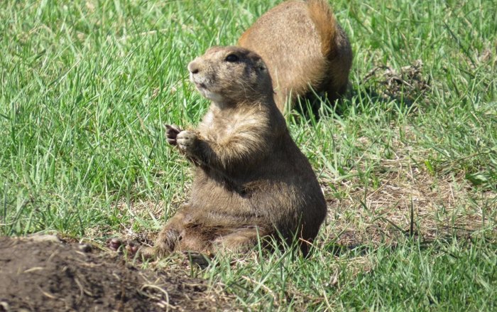 Wildlife Loop State Scenic Byway: The Byway In South Dakota That's ...