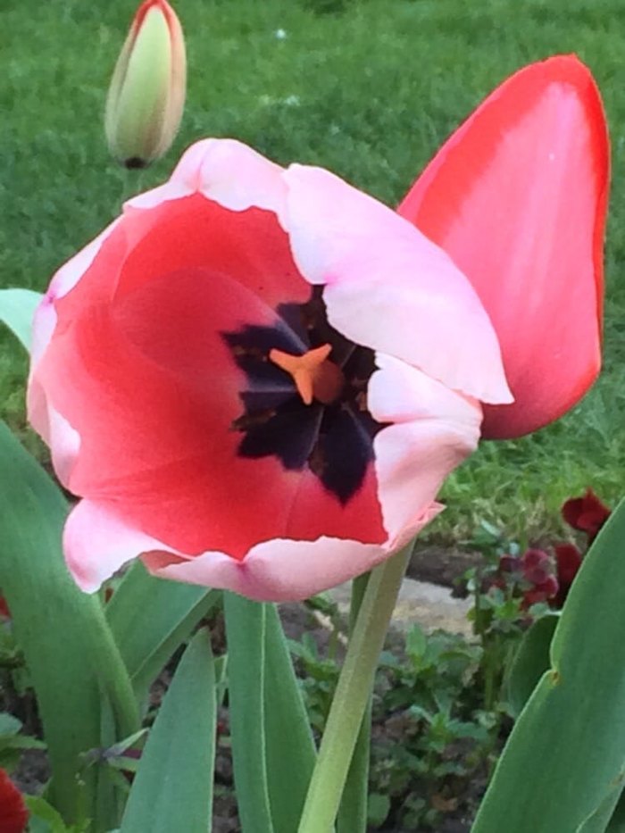 Queen Wilhelmina Tulip Garden Is San Francisco
