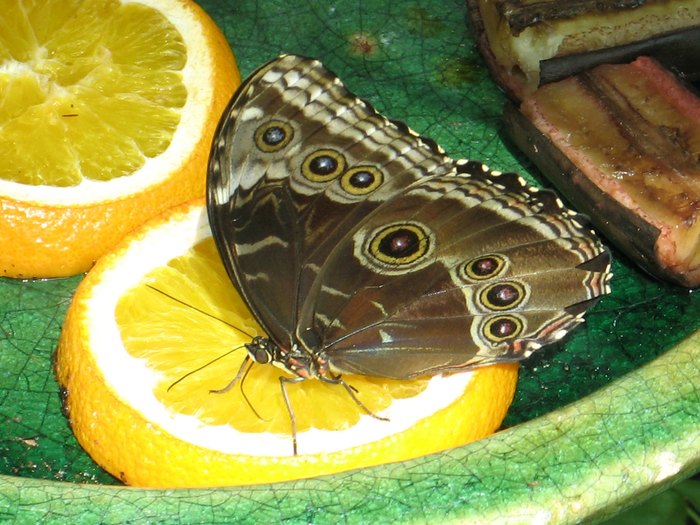 Blue Morpho Butterfly · Tennessee Aquarium