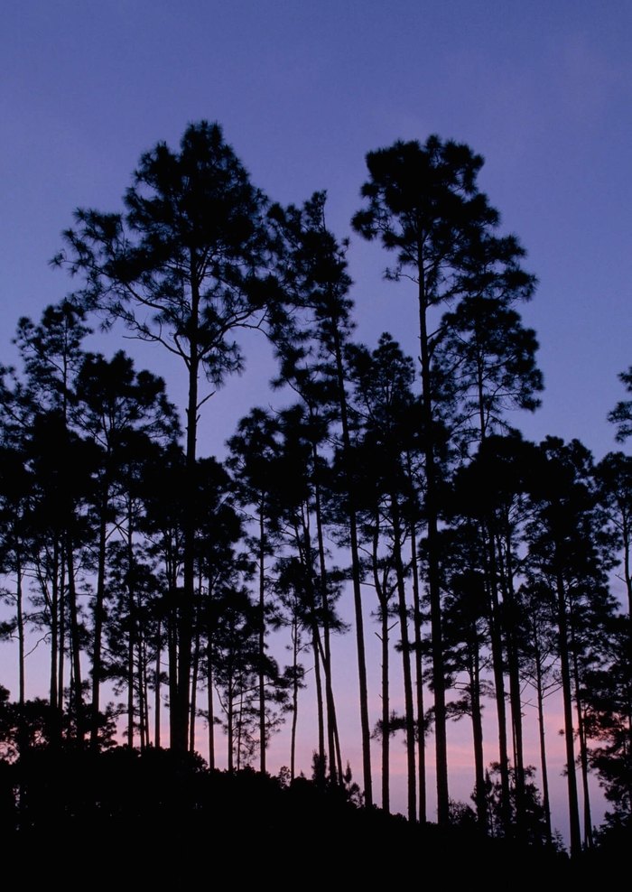 Okefenokee National Wildlife Refuge camping