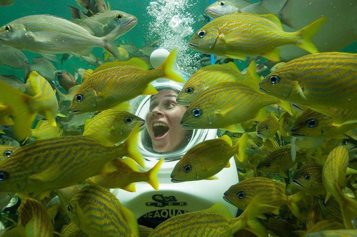 florida aquarium underwater walking tour