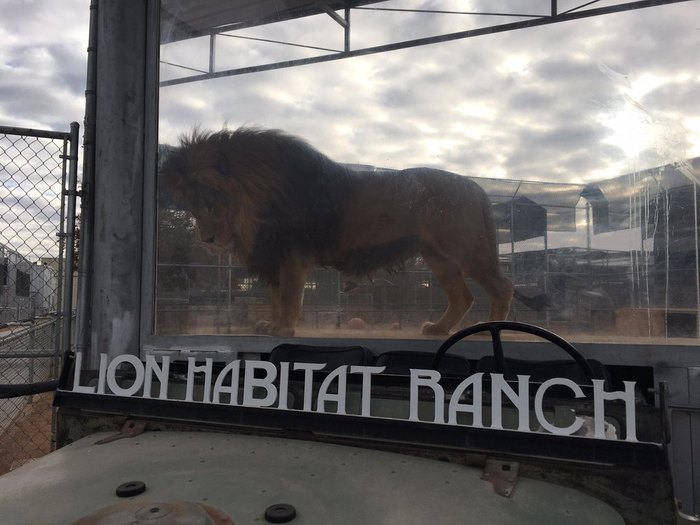 Home - The Lion Habitat Ranch