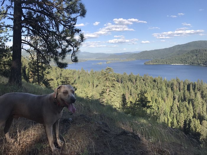 Dog friendly hiking outlet trail near me