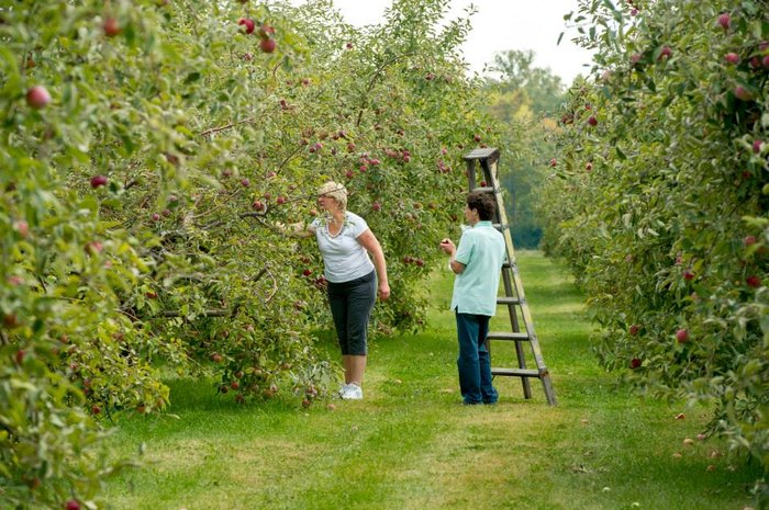 Farmer Fred's - CORTLAND APPLES $18/BUSHEL..at Farmer Fred's