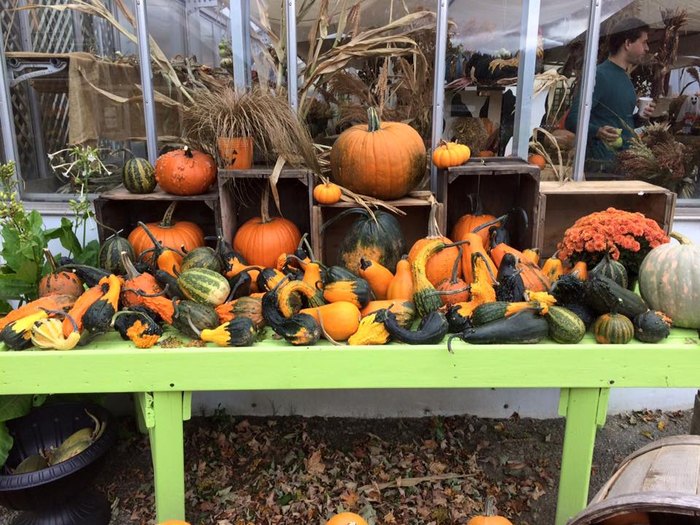 Pick Your Own Pumpkin At One Of These 10 Patches In Vermont This Fall