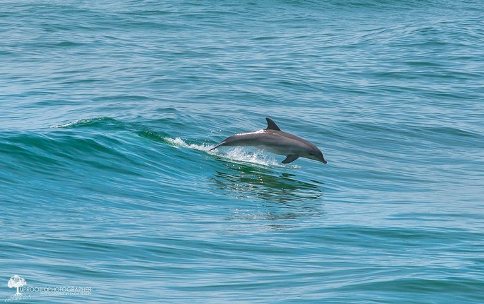 dolphin tours pawleys island