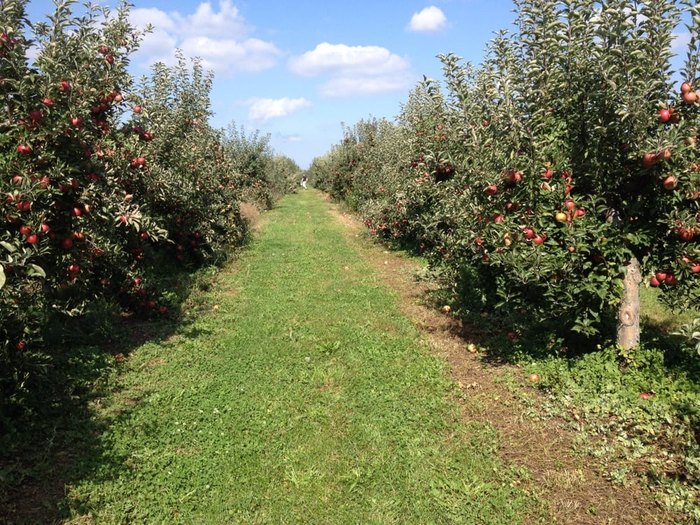 Go Apple Picking in Buffalo NY At These 8 Apple Orchards
