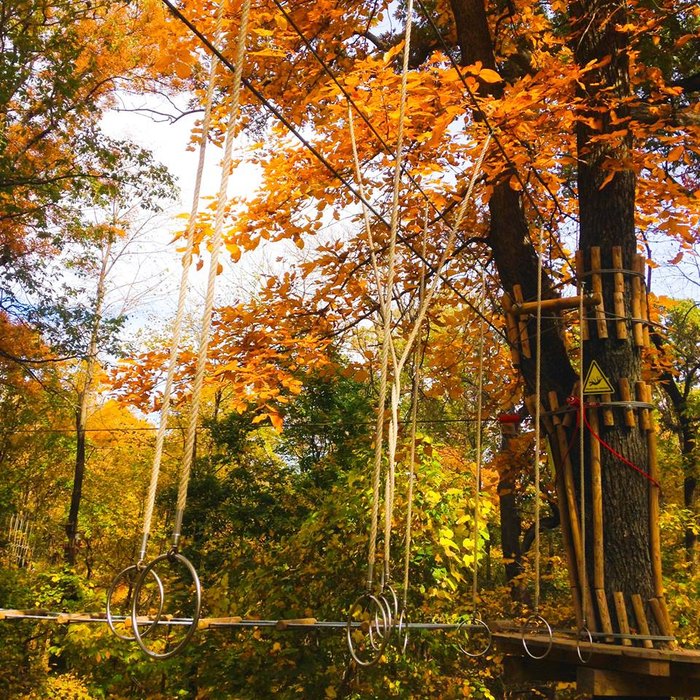 The Most Heart Pounding Canopy Walk In Kansas City