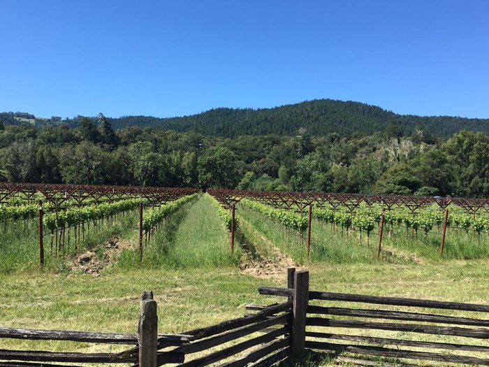 Pennyroyal Farm Is A Cheese Farm And Vineyard In Northern California