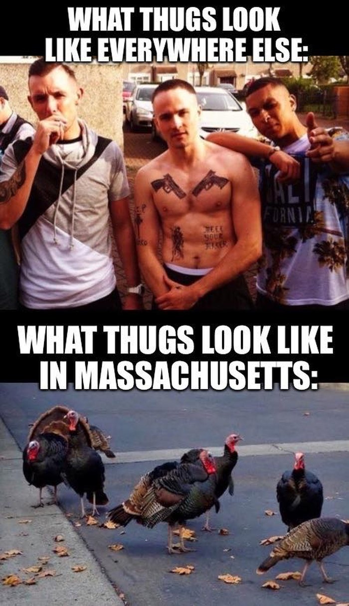 15 Funny Memes And Jokes About Massachusetts 4635