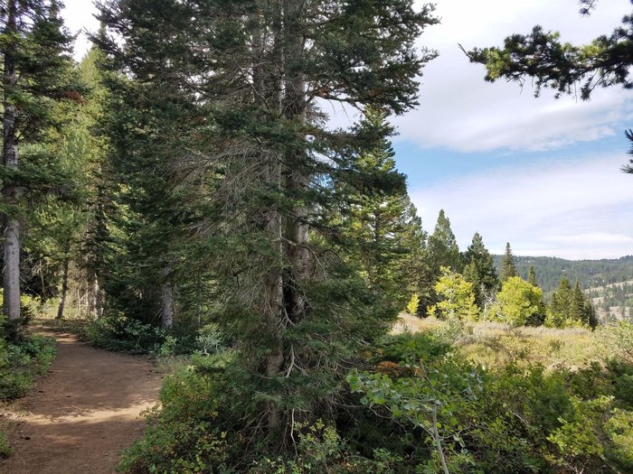 Limber Pine Trail Near Logan, Utah Is Fun For The Whole Family