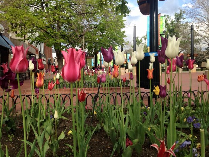 Don't Miss The Tulip Festival Colorado This Spring