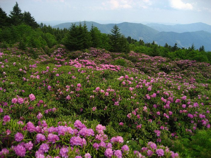 The Roan Mountain Rhododendron Festival Is The Best Flower Festival In