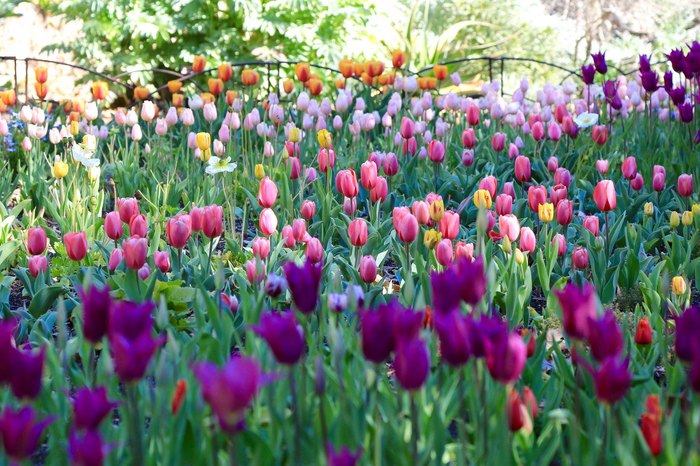 How to Grow Tulips in Southern California