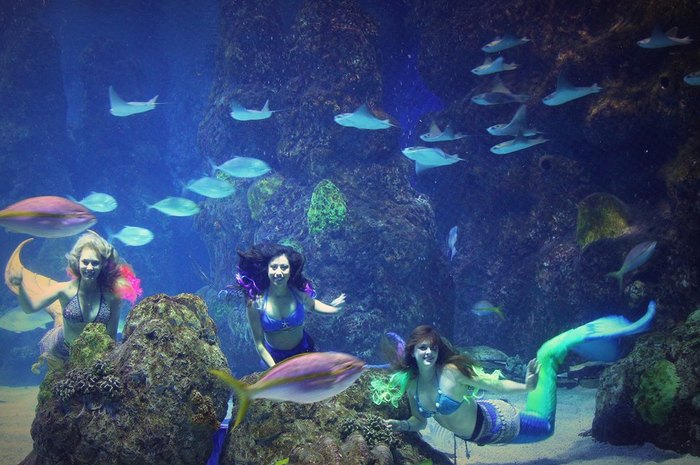 Dive Into Savings: Your Guide To Parking At Colorado Aquariums