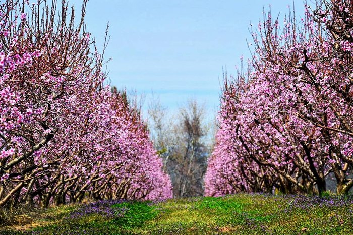 Peach Pickin' Paradise In Arkansas Is Heaven On Earth