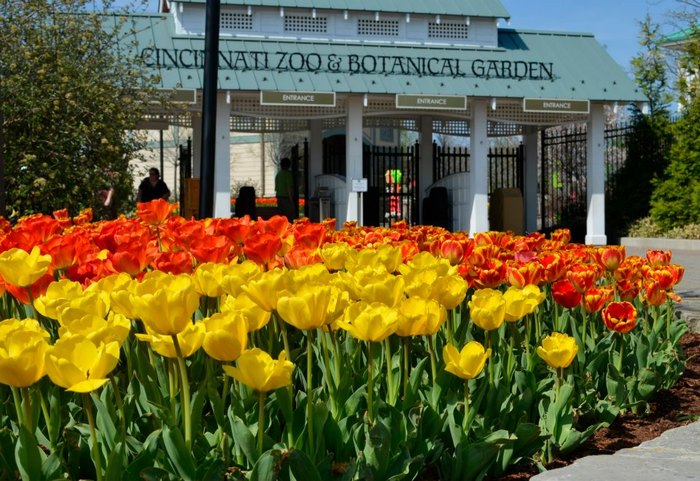 Tulip Festival in Cincinnati - Zoo Blooms