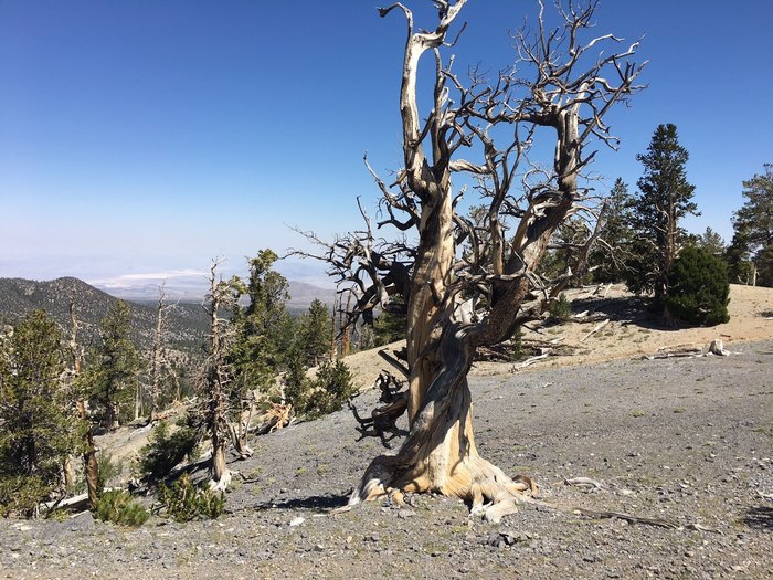 Hike To The Oldest Tree In Nevada In The Toiyabe National Forest