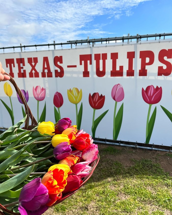 Time for Tulips - Send to Arlington, VA Today!