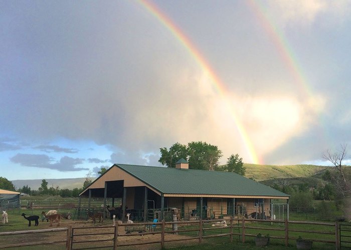 Visit Blue Moon Ranch In Woodland Utah To See Alpacas Up Close