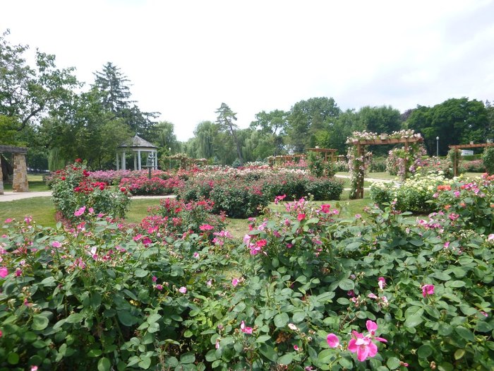 Allentown Rose Garden: There's A Beautiful Rose Garden In Pennsylvania ...