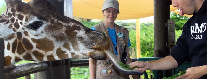 Feed The Giraffes At Utah's Hogle Zoo For A Unique Wildlife Experience