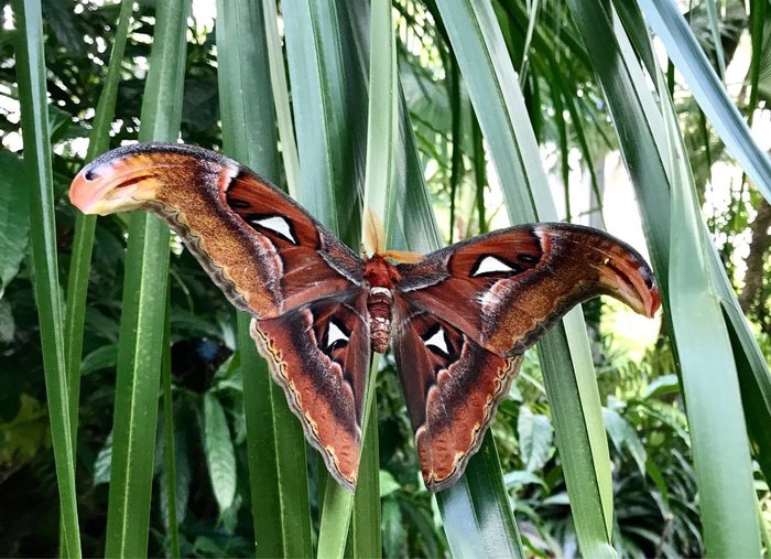 Butterfly Rainforest At Florida Museum Of Natural History, 47% OFF