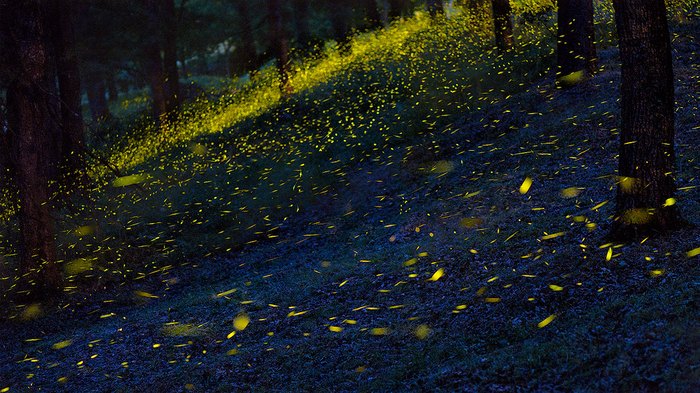 Synchronous Fireflies In Tennessee: A Magical Natural Wonder